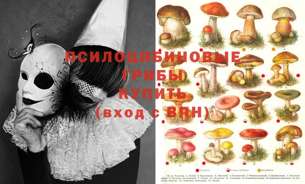 шишки Верея